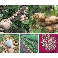 5 jicama seeds (gardening practice)