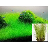dwarf hairgrass bunch aquatic plant for flooring carpet plant lowtech