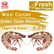 QQMart Fresh Seafood - Deep Sea Wild Caught JUMBO Tiger Prawn (Not Frozen) - Direct from Fishery Por