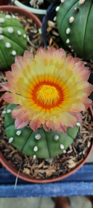 XƯƠNG RỒNG ComBo 12 cây: 2 Aster 2 Astro xanh 2 Astro trắng 2 loại Mani thiên nga Gym Crest. Móc c