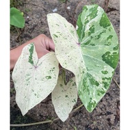 Colocasia Pink Andaman ( Fresh Cutting )