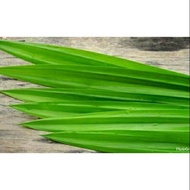 Large pandan leaves