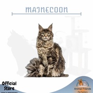 KUCING MAINECOON PURE BREED