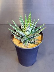 只在油塘站交收🌸斑馬 硬葉12卷 蘆薈 小盆栽 花 仙人掌 🌵 龍舌蘭 白月光 星兜 多肉植物 塊根 桌面室內 室外 種植 易種 懶人植物 空氣淨化