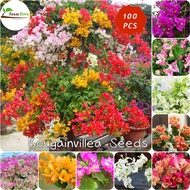 50pcs Climbing Bougainvillea Seeds for Planting Garden Decoration Items Flower Plant Herb Seeds Basi
