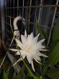 迷你曇花，容易種植，芳香撲鼻，稀有花色，分株葉片