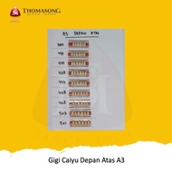 Gigi Palsu Caiyu Depan Atas A3