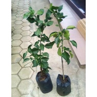 BIBIT JERUK RED PAMELO SUPER OKULASI SIAP BERBUAH 1 METER // RED PAMELO // PAMELO MERAH