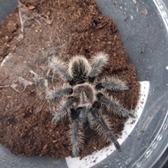 tliltocatl albopilosum nicaragua