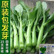 【多西多】四季甜菜心種子油青菜芯廣東菜苔白菜種籽脆嫩四季快速生蔬菜種子