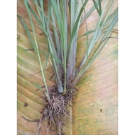 Lemongrass tree cluster (7_10 trees)