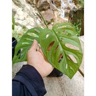 Monstera adonsanii plant