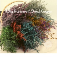 120G CASPIA DRIED FLOWER / REAL PRESERVED DANCING FLOWER / BOUQUET FLOWER / BUNGA HIASAN /