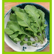 Vege Seeds (20pcs )/ Arugula / 芝麻菜