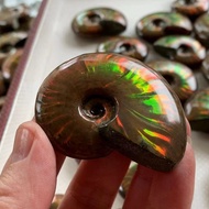 Bacai Snail Pendant Handle Piece Natural Marine Life Fossil Ammonite Jade Ice Transparent Colorful L