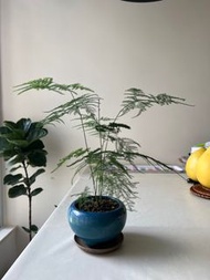 多盆靚綠植盆栽好養（如琴葉榕，文竹，茉莉花，虎皮蘭，水菖蒲，狼尾蕨）