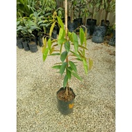 Durian IOI 3 feet * Kaki 2 *