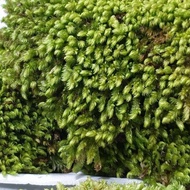 MOSS มอสสด พืชจิ๋ว Terrarium Bonsai Decor ป่าธรรมชาติ พรม มอสเเต่งสวนถาด มอสปูบอนไซ มอสน้ำ มอสโอ่ง 100g.