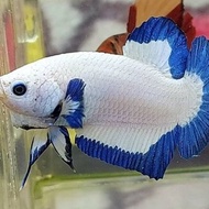 SLN4 ikan cupang plakat blue rim jantan