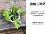 心栽花坊-鹿角石葦蕨/6吋盆/蕨類/綠化植物/室內植物/觀葉植物/售價360特價300