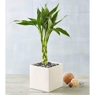 Lucky Bamboo Pony Tail