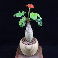 Buddha Belly Begonia Root Block Plant Big Belly Begonia Flower Indoor Balcony Green Plant Beautiful 