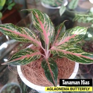 Tanaman Hias Aglonema Butterfly - Aglonema Butterfly