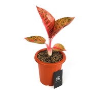 Aglaonema Widuri - Tanaman Hias koleksi / aglonema / Taman