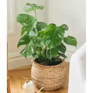 Biji Benih Monstera Deliciosa Monstera Seed - 5 Seed