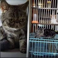 kucing peaknose exotic shorthair betina 1,5th proven
