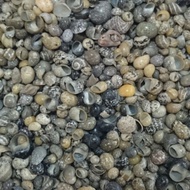 [Xin Baby] Material Beilululululuo 0.5cm 15g 100g