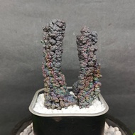 Fantasy Star Pillar Leklai 梦幻之星柱子力泥 Leklai Goethite 100% Natural Leklai