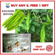 3-4 biji benih KACANG BOTOR / pokok kacang botol kelisa kecipir winged bean - Buah lebat boleh tuai 