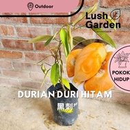 Anak Pokok Durian Duri Hitam D200 / Durian Black Thorn 黑刺 Fruit Tree Live Plant [Lush Garden]