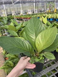 Berjaya Plant Nursery - Anthurium Hookeri/Jungle Bush(Pokok Bunga Hidup/Pokok Hiasan Dalam Rumah/Real Live Indoor Plant)