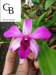 Anggrek Dendrobium Sudah Berbunga / Anggrek Dendrobium Spike Knop / Anggrek Dendrobium Berbunga