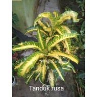 PUDING TANDUK RUSA LIVE PLANT POKOK HIDUP