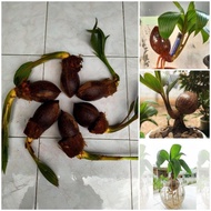 Unik bahan bonsai kelapa MINION bertunas dan berakar Diskon