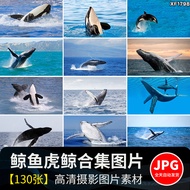Whale Killer Whale Blue Beluga Scented Whale Reverse Halberd Whale Head Whale Sea Life Animal Design