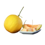 Melon Manis Terengganu / MMT / Rockmelon