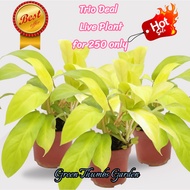 Orlando / GOLDEN Philodendron Live Plant
