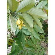 Desmos chinensis / Pokok Larak Tahi Kucing