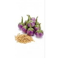 Benih Terung Ungu Bulat Kecil / Benih Terung Ulam / Thai Aubergine Seed