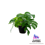 tanaman monstera tetrasperma monstera minima