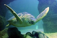 SEA LIFE® Aquarium Ticket at American Dream in New Jersey