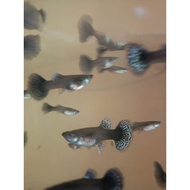 Gappy Dragon parent picture plastic BIG size jumbo female/