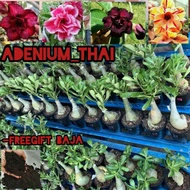 Adenium plant thailand multi layer (pokok bunga bunga kemboja MURAH) RANDOM PICK