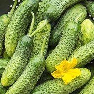 8 Pickle | Spiney Cucumber Plant seeds | White Cucumber Seeds | Garden seeds Vegetable seeds (fr SG)