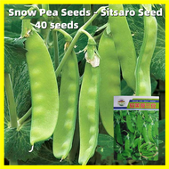 เมล็ดพันธุ์ถั่วลันเตา เวียงพิงค์ Sweet Pea Seeds - งอกง่าย 40เมล็ด/ซอง High Yield Sweet Pea Vegetable Seeds for Planting Beans Seeds Plant เมล็ดพันธุ์ผัก เมล็ดผัก เมล็ดพืช ผักสวนครัว ปลูกผัก ต้นไม้ บอนสี เมล็ดบอนสีสวยๆ บอนสีหายาก ต้นไม้ฟอกอากาศ เมล็ดพันธ