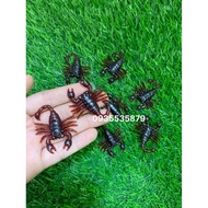 Unique Toys, Toys Simulating Centipede, Cockroach, Scorpion